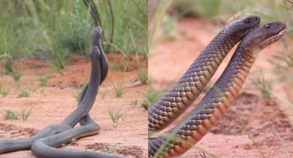 VIDEO: Un par de serpientes se enfrentan en violenta pelea y causan revuelo en redes