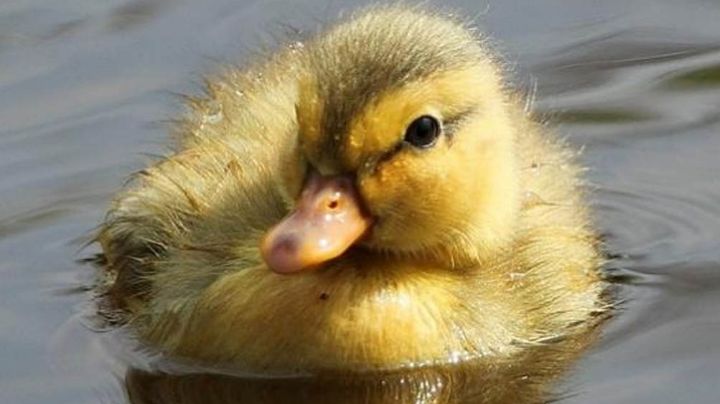 VIDEO: Pequeño pato consigue hacerse viral al demostrar lo bien que puede surfear