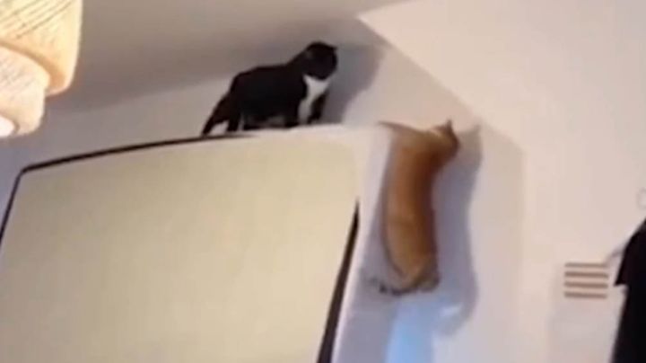 VIDEO: Gatos hace reír a millones de internautas al replicar famosa escena de 'El Rey León'