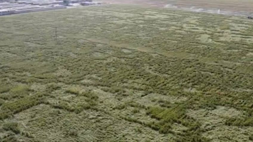¿Visita de extraterrestres? Captan extrañas figuras en tierras de cultivo de Edomex