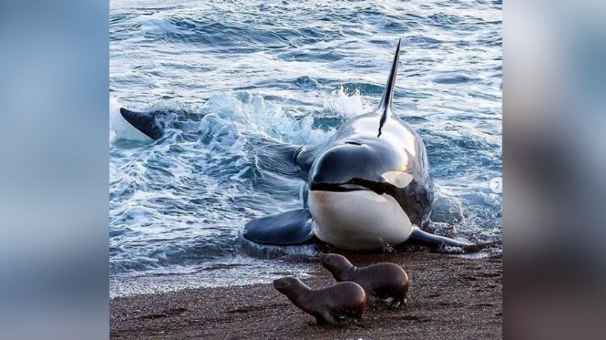 VIDEO: Foca logra escapar de orcas "asesinas" con impresionante maniobra evasiva