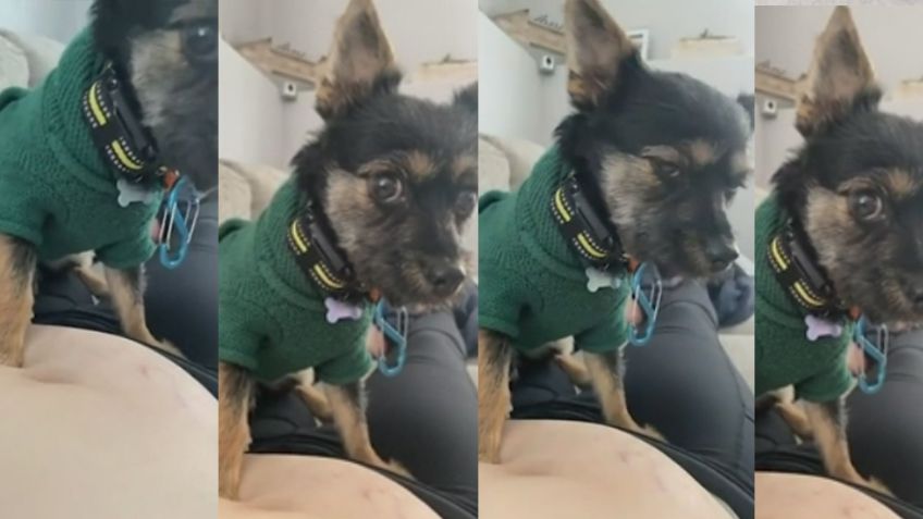 Perrito enternece ante su reacción al sentir las patadas desde el vientre del bebé de su dueña