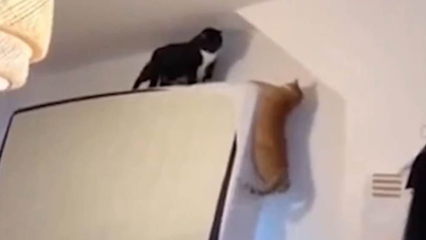 VIDEO: Gatos hace reír a millones de internautas al replicar famosa escena de 'El Rey León'