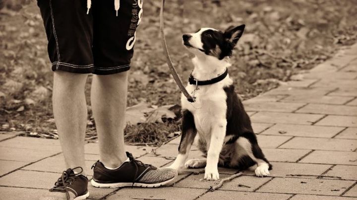 Estos consejos te enseñarán cómo pasear a tu perro correctamente, sin dejar de divertirse