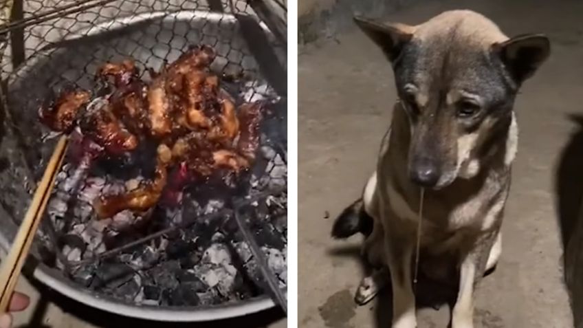 VIDEO: Hambriento perro se hace viral por babear mientras su dueño cocina