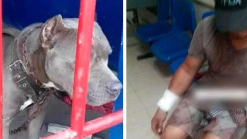 Perro acaba tras las rejas en Chiapas tras morder a más de una persona