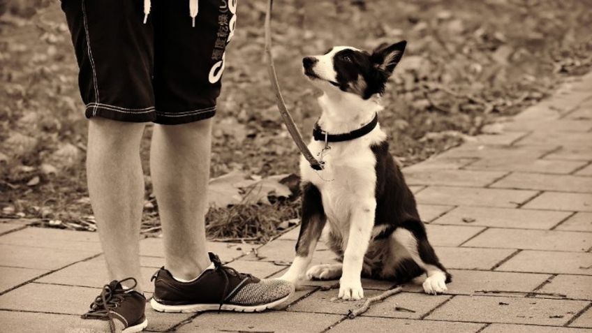 Estos consejos te enseñarán cómo pasear a tu perro correctamente, sin dejar de divertirse