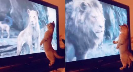 Gatito hace reír a todo Internet ante su curiosa reacción al ver 'El Rey León'