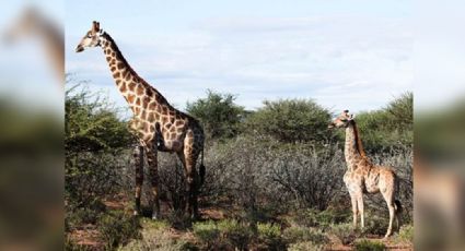 Investigadores descubren jirafas enanas en África; miden solo dos metros
