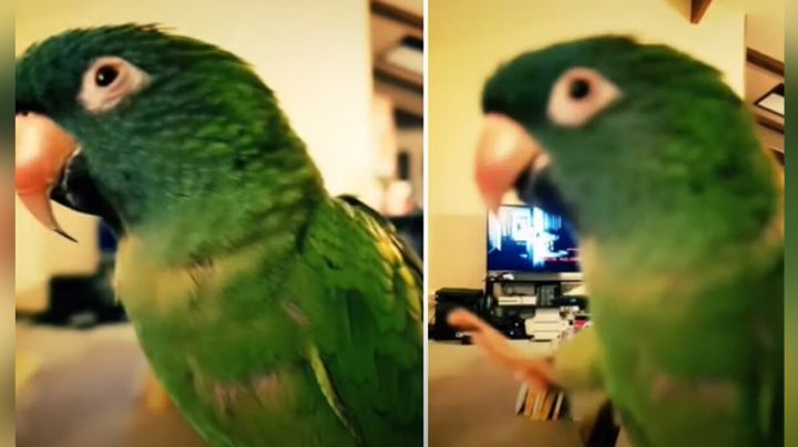 VIDEO: Loro se molesta y muerde a su dueña cuando le acaricia las plumas