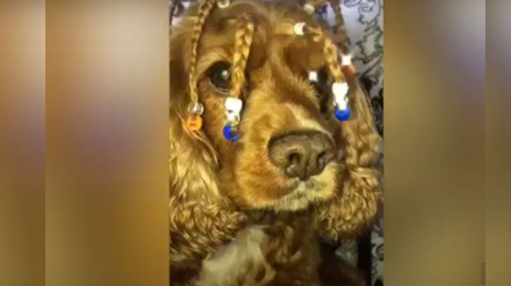 VIDEO: 'Caramella', la perrita que enamoró las redes con sus peinados al estilo de los 90's