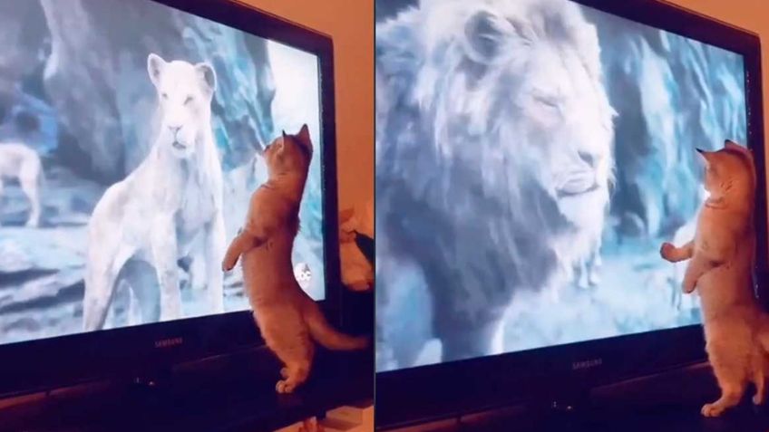 Gatito hace reír a todo Internet ante su curiosa reacción al ver 'El Rey León'