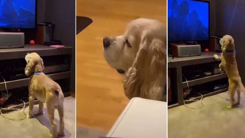 VIDEO: Perro endulza redes sociales al estallar de felicidad al ver Disney