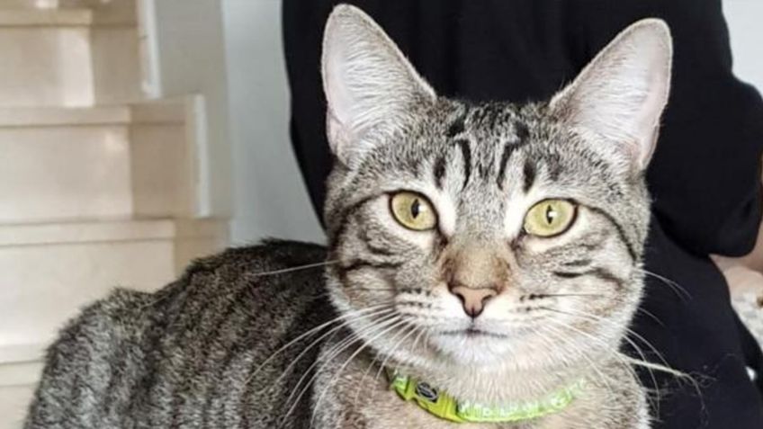 ¡Cuida su higiene bucal! Dale solución al mal aliento de tu gato