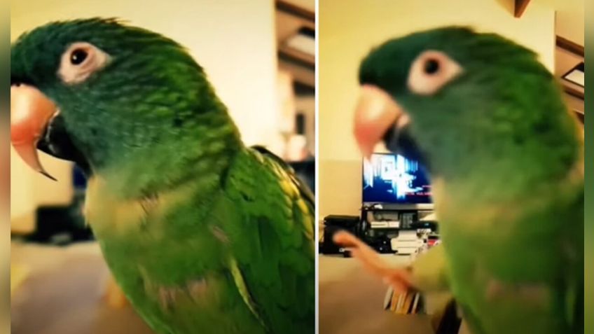 VIDEO: Loro se molesta y muerde a su dueña cuando le acaricia las plumas