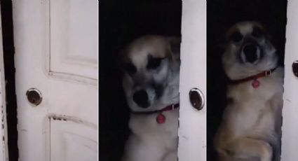 Perrito recibe regaño por abrir la puerta sin saber quién es y el video se hace viral