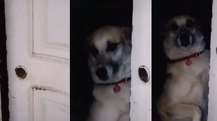 Perrito recibe regaño por abrir la puerta sin saber quién es y el video se hace viral