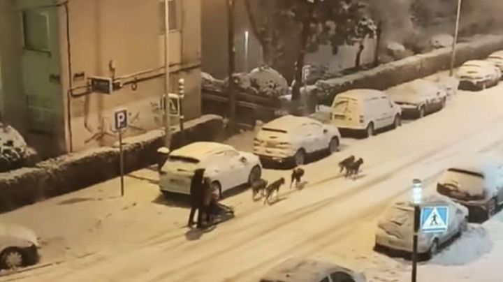 VIDEO: En plena tormenta de nieve, un hombre se pasea en un trineo jalado por perros