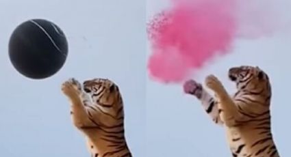VIDEOS: Pareja lleva a un tigre al 'baby shower' de su bebé; Instagram estalla en indignación