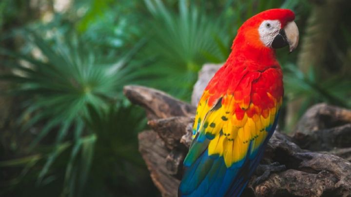 ¡Bienvenidas a Sonora! Centro Ecológico recibe guacamayas en peligro de extinción