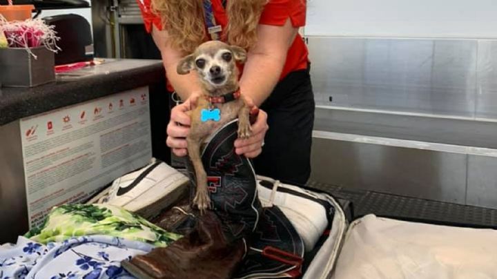 ¡Increíble! Llevaba sobrepeso en su maleta y resultó ser perrito que entró por accidente