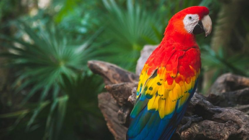 ¡Bienvenidas a Sonora! Centro Ecológico recibe guacamayas en peligro de extinción