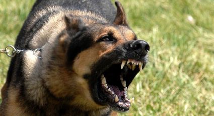 Hermosillo: Tres perros atacan a mujer y a un anciano en la Fuentes del Mezquital