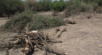 Tala de mezquite, un problema desmedido y sin atención de las autoridades en el sur de Sonora