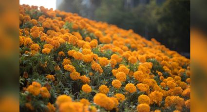 Flor de cempasúchil: La planta que nunca puede faltar en este Día de los Muertos; este es su significado