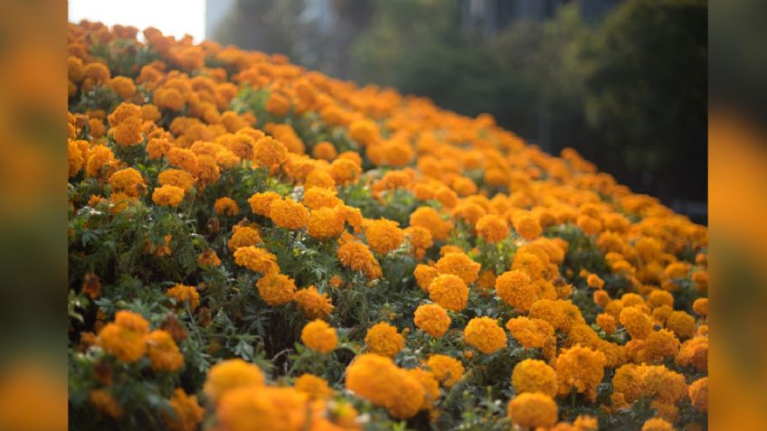 Flor de cempasúchil: La planta que nunca puede faltar en este Día de los Muertos; este es su significado