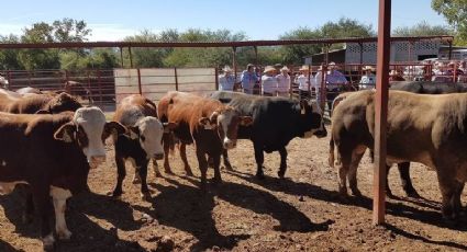 Sonora: ¡Toma nota! UGRS invita a la venta de ganado que se realizará en estos días