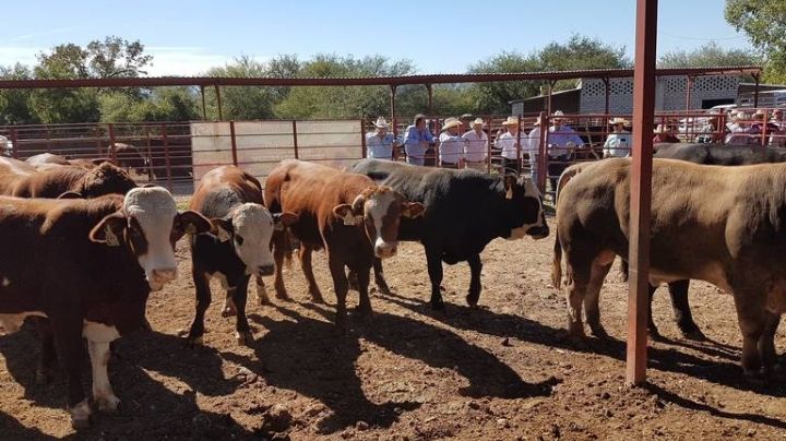 Sonora: ¡Toma nota! UGRS invita a la venta de ganado que se realizará en estos días