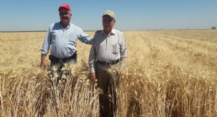 ¡Buenas noticias! Presentan 2 nuevas variedades de trigo duro para el sur de Sonora
