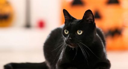Maltrato animal: Preocupa a vecinos muerte de gatos negros al sur de Ciudad Obregón