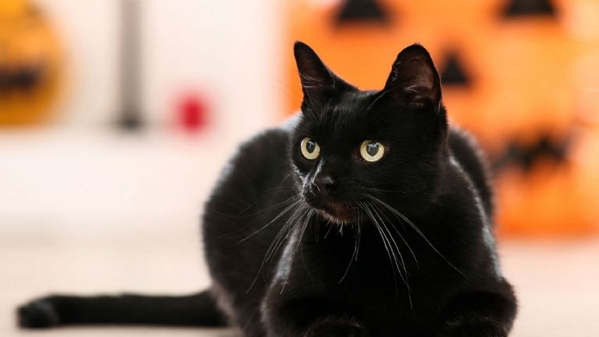 Maltrato animal: Preocupa a vecinos muerte de gatos negros al sur de Ciudad Obregón