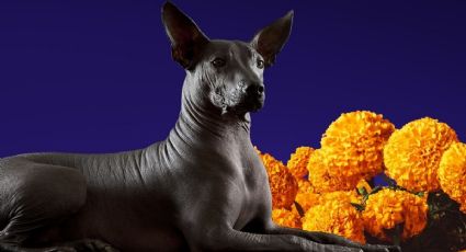 ¡Impactante! Descubre cuál es la influencia de xoloitzcuintle en el Dia de Muertos en México