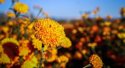 ¡Grandes noticias! La flor de cempasúchil sería la clave para combatir al cáncer de colon