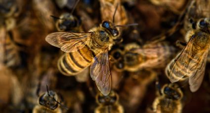 VIDEO: Familia descubre un panal de abejas de ¡4 metros de altura en su casa!