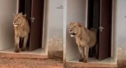 VIDEO: ¡Escalofriante! Captan a un león salir de un baño público; Twitter quedó atónito