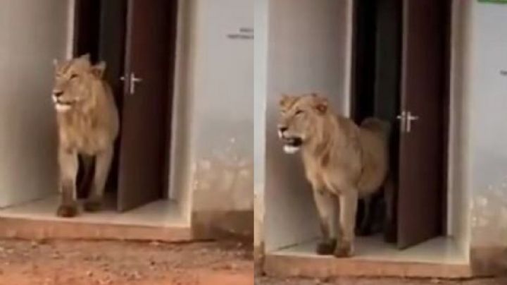 VIDEO: ¡Escalofriante! Captan a un león salir de un baño público; Twitter quedó atónito