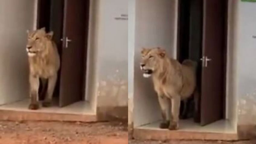 VIDEO: ¡Escalofriante! Captan a un león salir de un baño público; Twitter quedó atónito