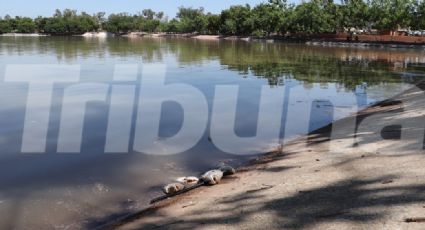 Ciudad Obregón: Laguna del Náinari está en crisis; poca oxigenación mata a más de mil peces