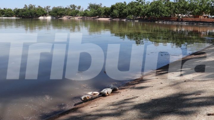 Ciudad Obregón: Laguna del Náinari está en crisis; poca oxigenación mata a más de mil peces