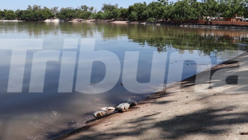 Ciudad Obregón: Laguna del Náinari está en crisis; poca oxigenación mata a más de mil peces
