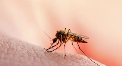 OMS recomienda la primera vacuna contra la malaria; prevendría 23 mil muertes al año