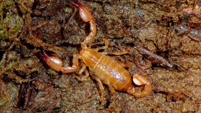 Apocalíptico: Ataque de escorpiones deja más de 400 heridos y 3 víctimas letales en Egipto