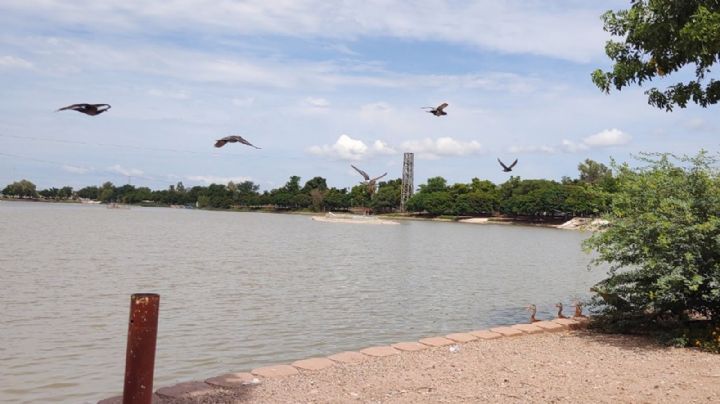Ciudad Obregón: Plaga atípica amenaza ecosistema en la Laguna del Náinari