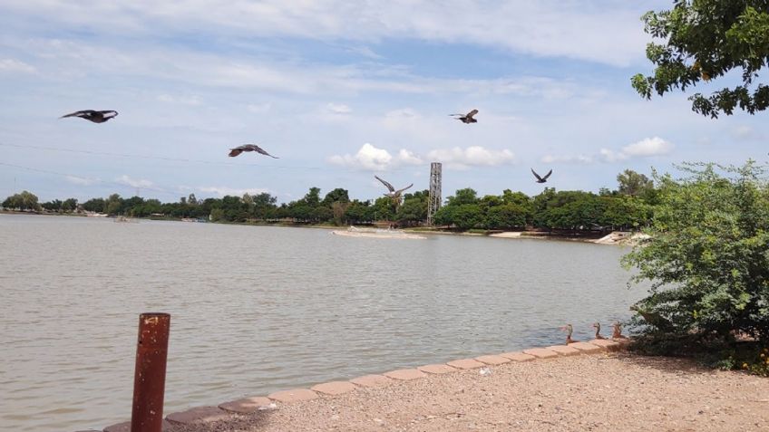Ciudad Obregón: Plaga atípica amenaza ecosistema en la Laguna del Náinari