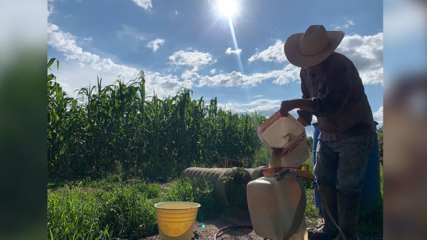 Alza en insumos acaba con la economía del campo en el estado Sonora