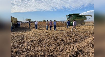 Guar, un nuevo cultivo con gran potencial para productores de Sonora
